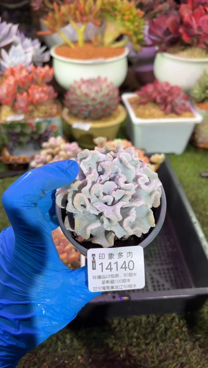 【闪购商品】14140