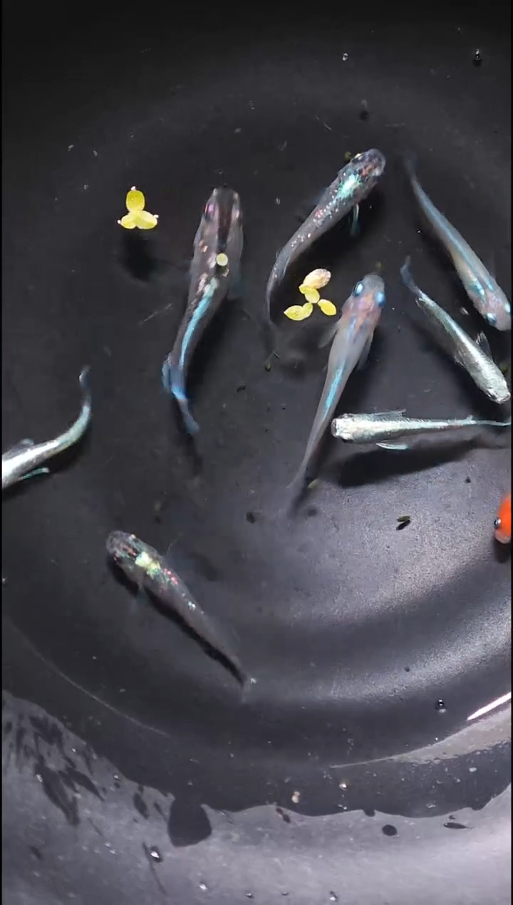 青鳉鱼观背青鳉040