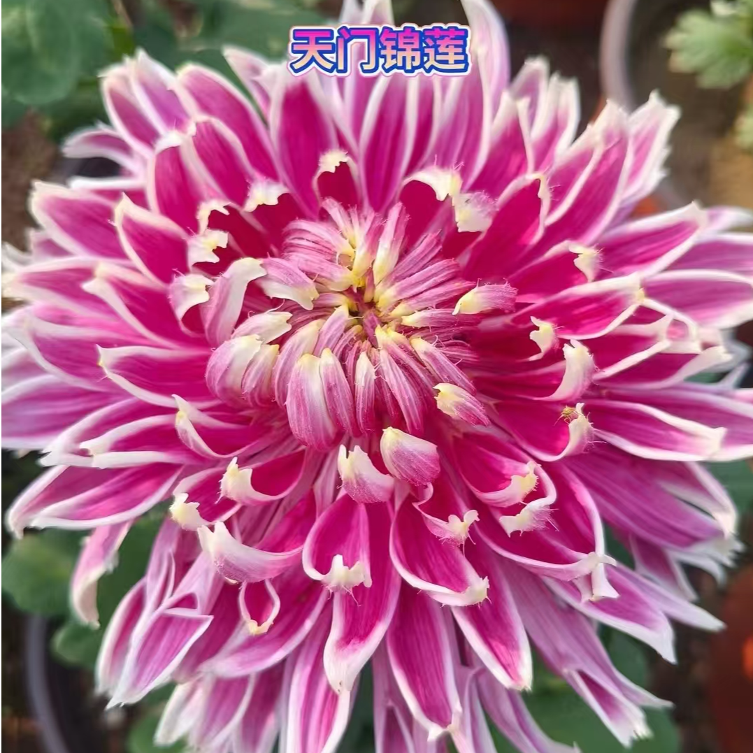 【花苞发货】[天门锦莲]九月菊花苗大型花好养护简单耐寒耐旱