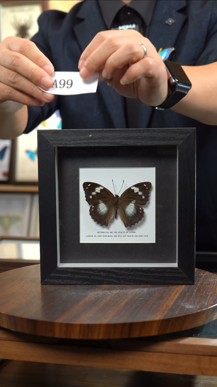 晓*微瑕蝴蝶标本摆件一口价a99