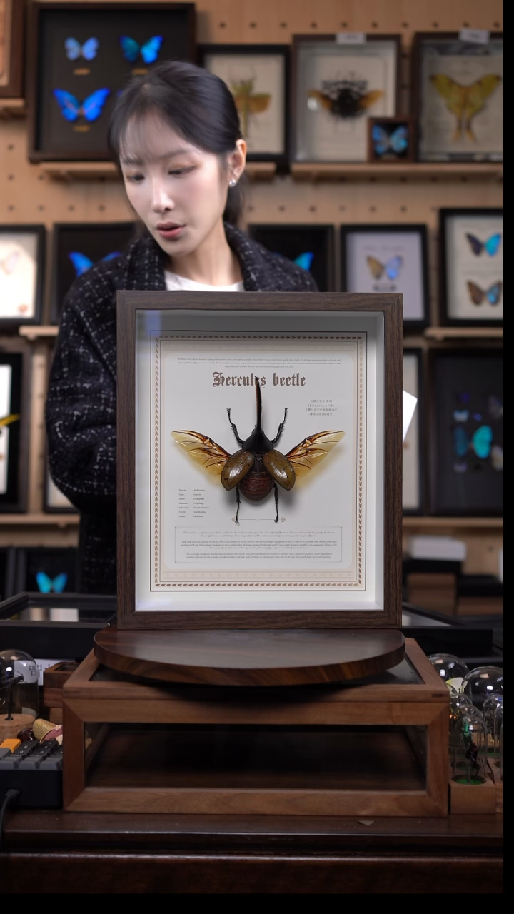 长戟大兜虫标本摆件