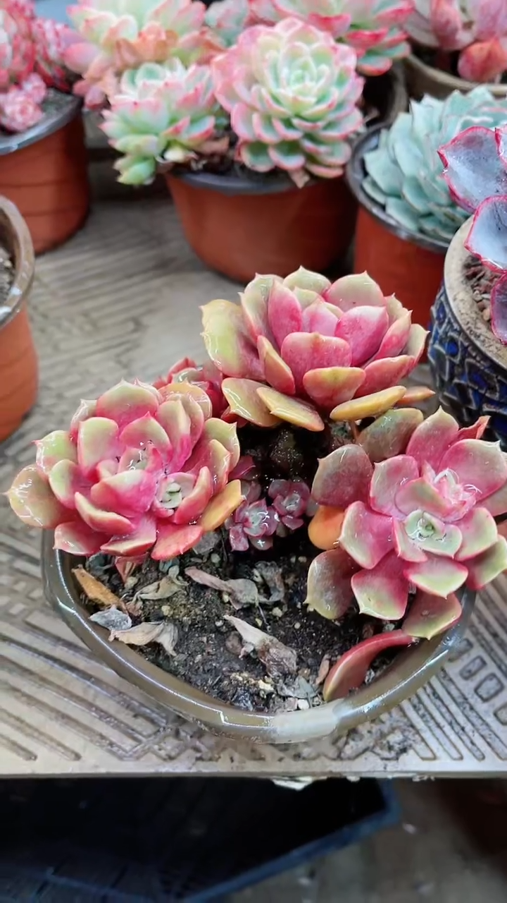 【闪购商品】16011