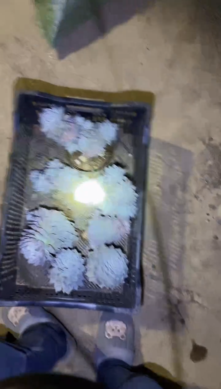 碧**天         B24 号一筐粉蓝鸟（不售后）￥38