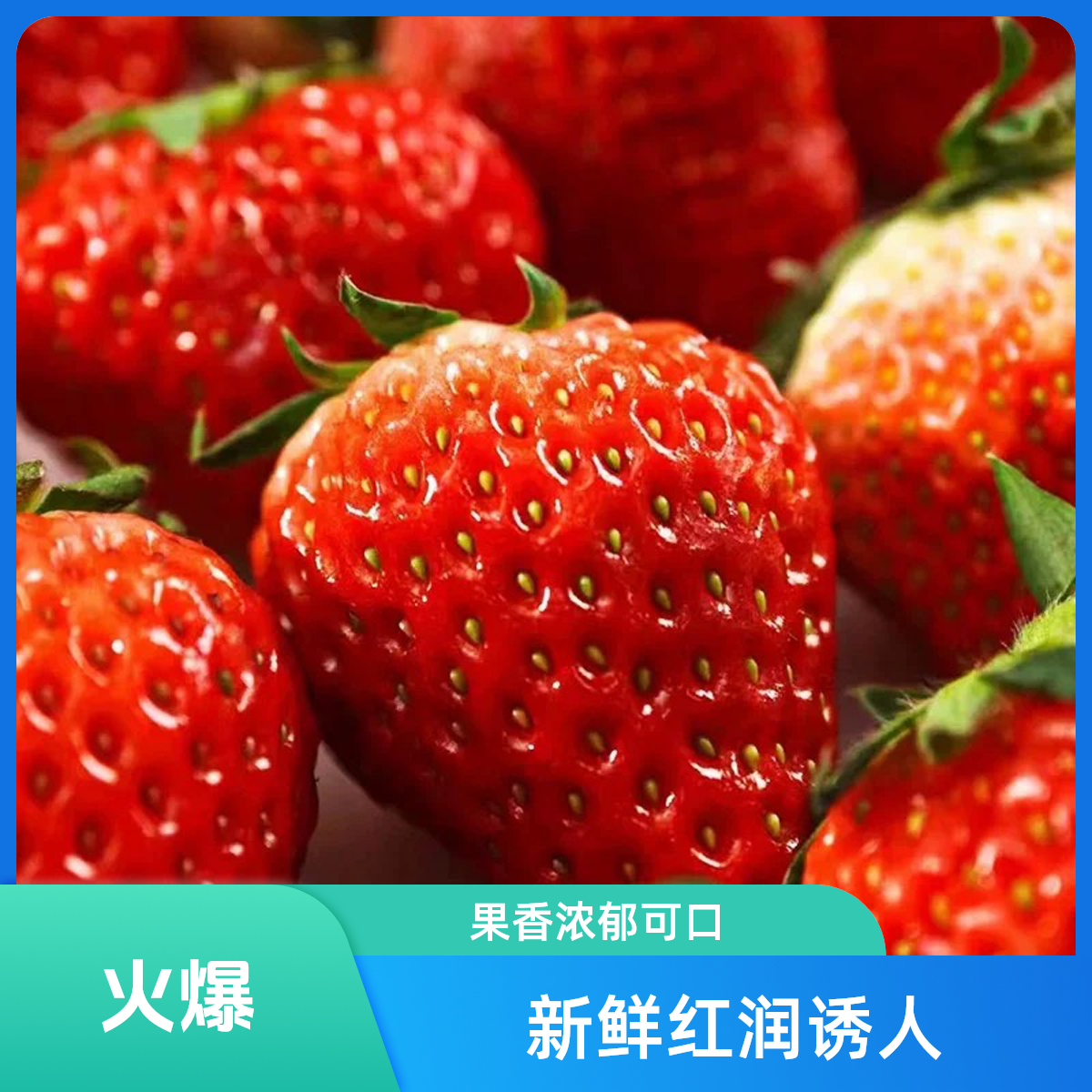 【香甜可口】丹东草莓大果约800g