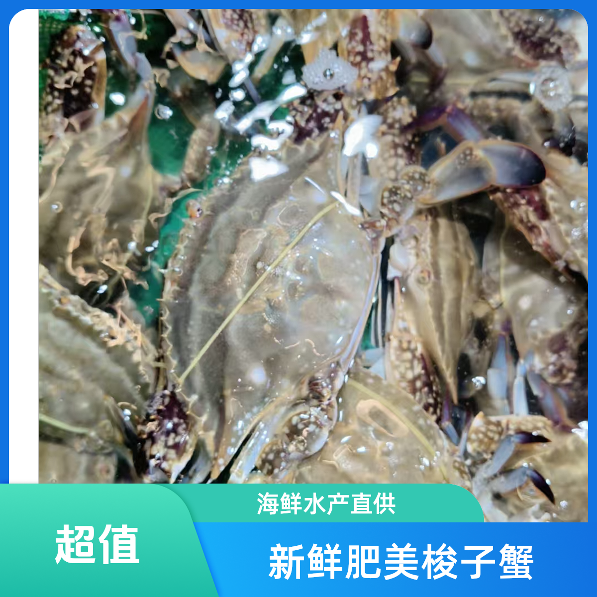 鲜活发货/【保鲜不保活】/舟山/中国/海蟹（母蟹带一点膏） 3斤装/3-4两左右/7-10只左右