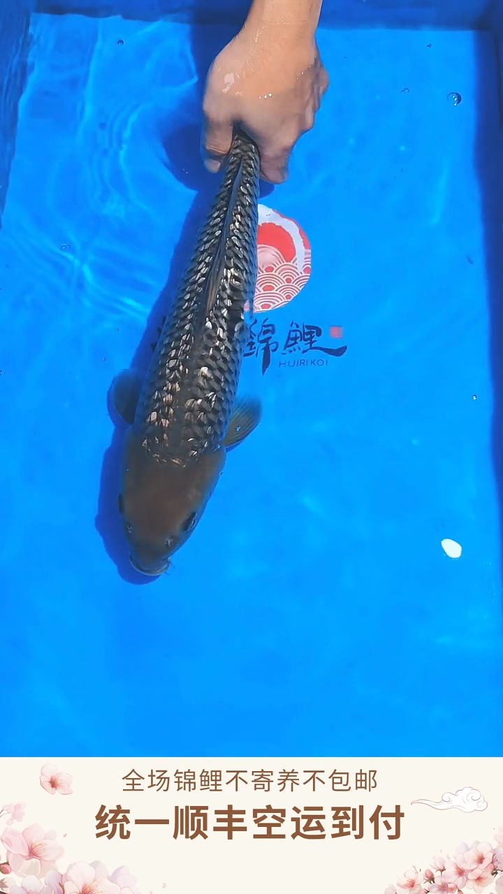 锦鲤诚太郎空鲤--004 （顺丰空运到付）