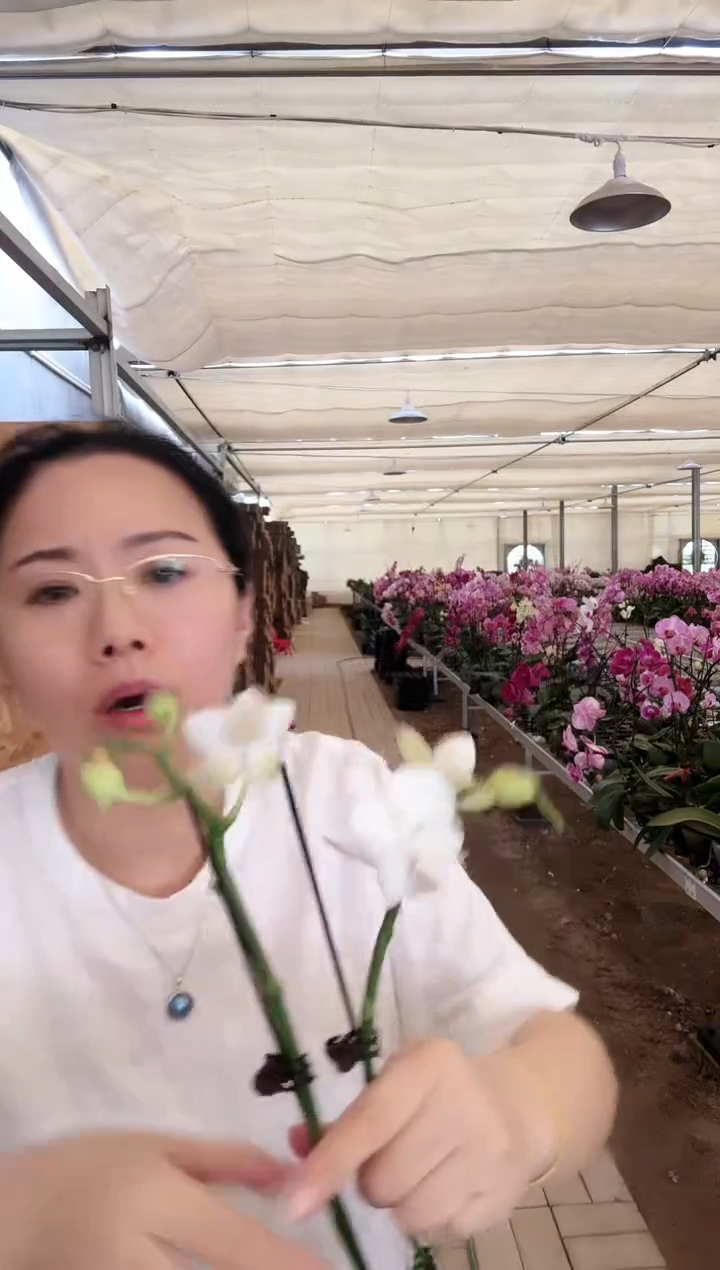 大部分花苞少量开放白天鹅 微瑕消苞