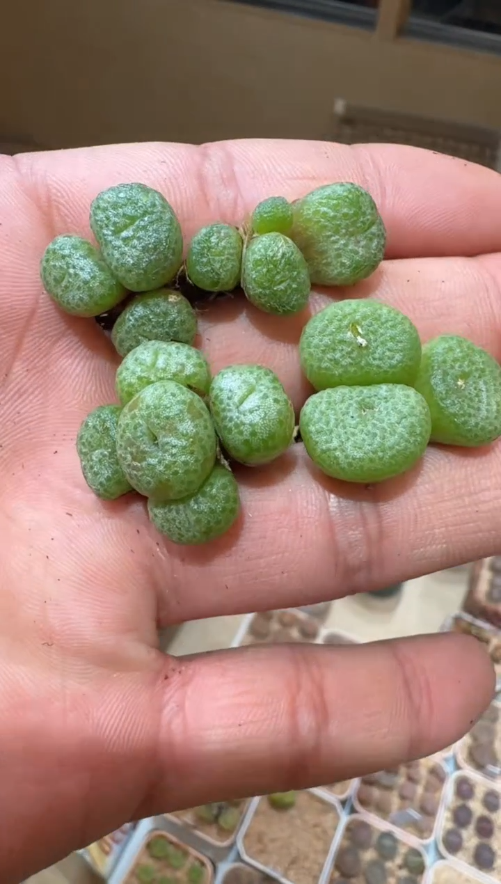 4-180多肉植物肉锥青团一颗