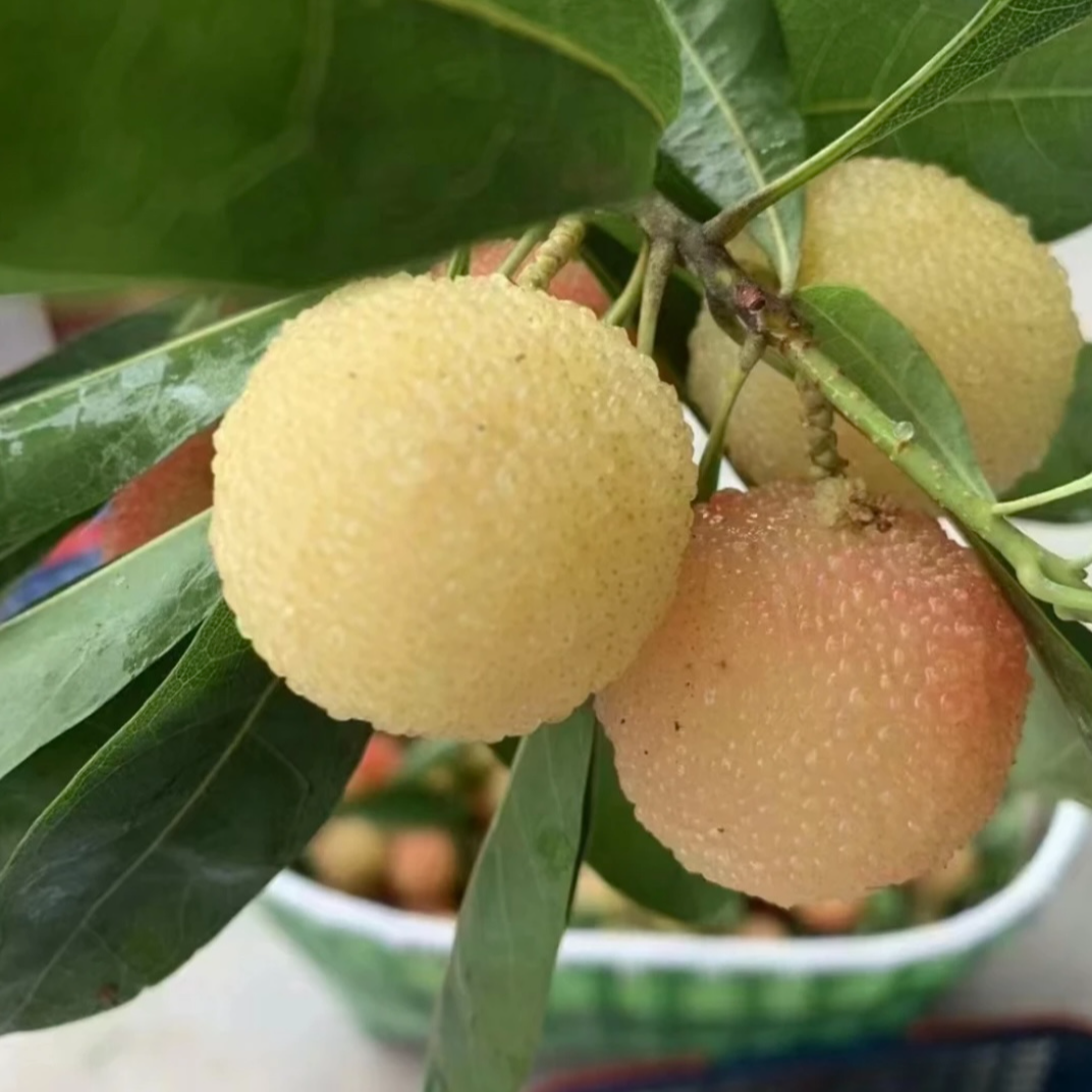f水晶杨梅树苗果树果苗盆栽嫁接新品种水晶杨梅树苗南北方种植