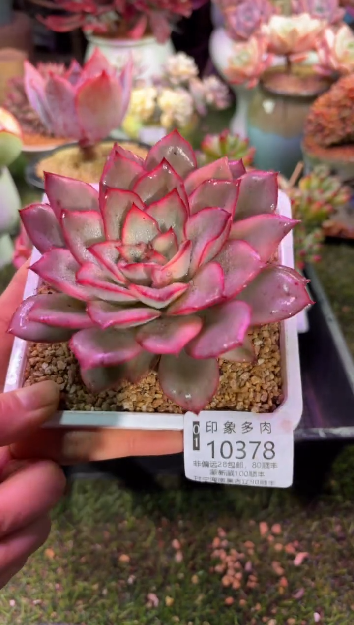 【闪购商品】10378