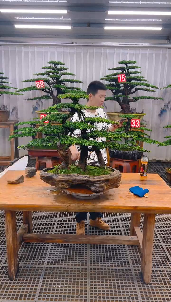 无花朵用****1精品盆景直播间一物一拍