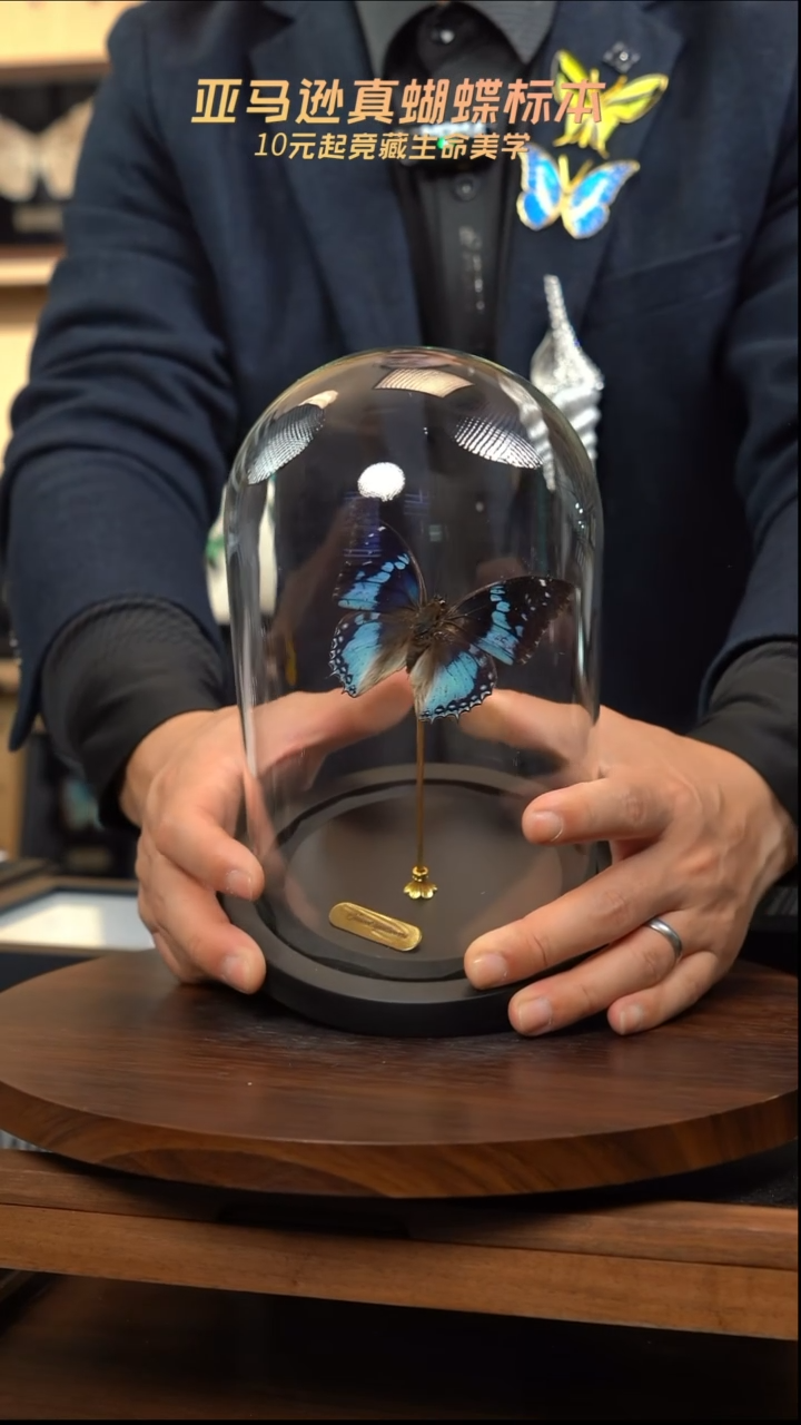 蝴蝶标本摆件竞拍绿宝石螯蛱蝶玻璃罩d82