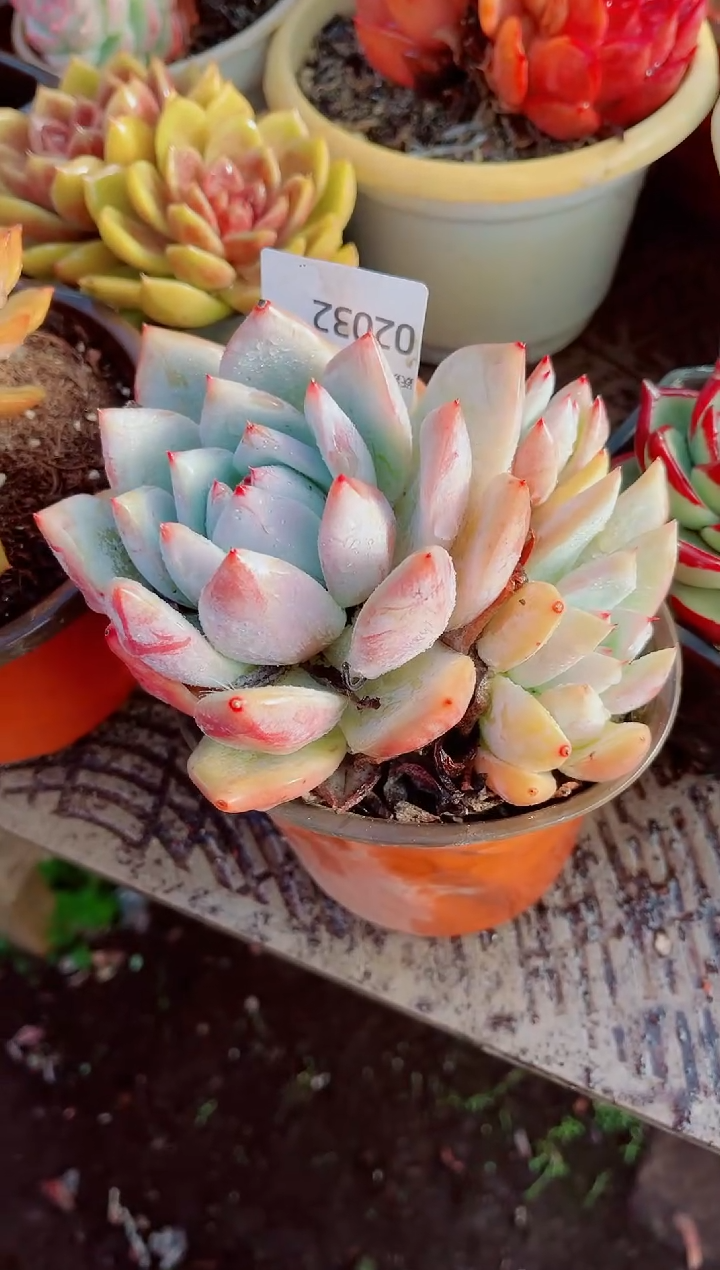 秋****.跃跃精品多肉02032