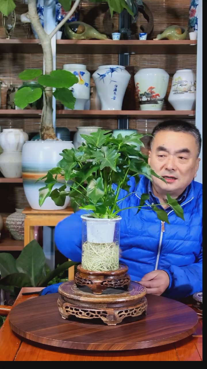 无花朵昆****豆水之韵水培春羽