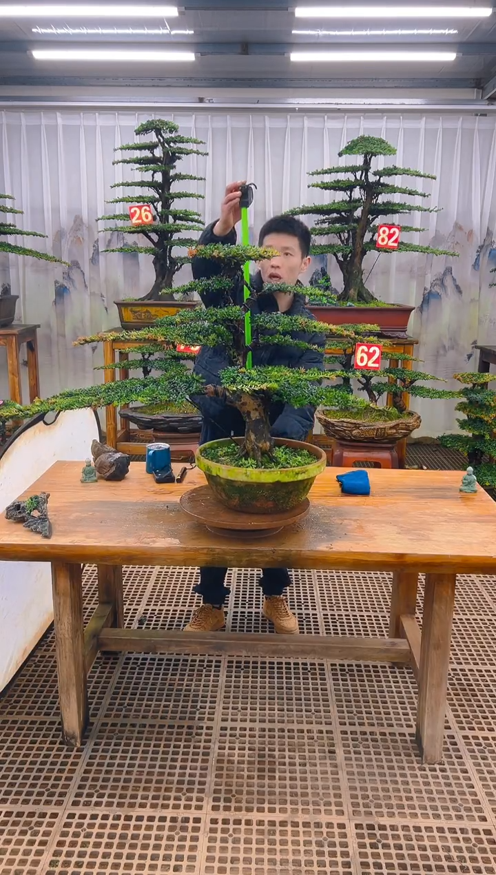 无花朵精品盆景直播间一物一拍