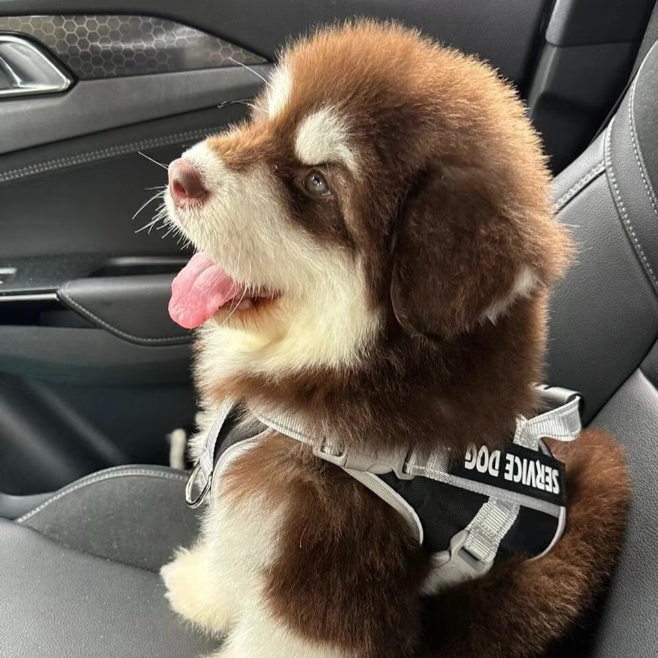 【汪基犬业】12级粉丝灯牌专属链接