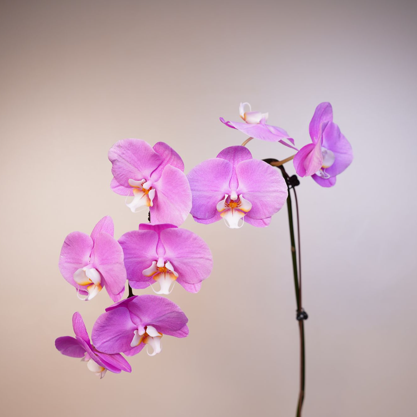 《花漫里基地》蝴蝶兰（粉宝图2.8寸）全花开花珠发货