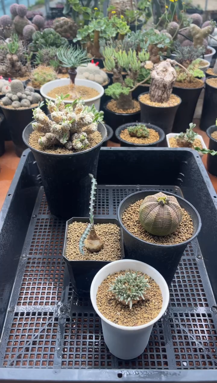 毛****哟毛毛虫专拍三颗组合带盆