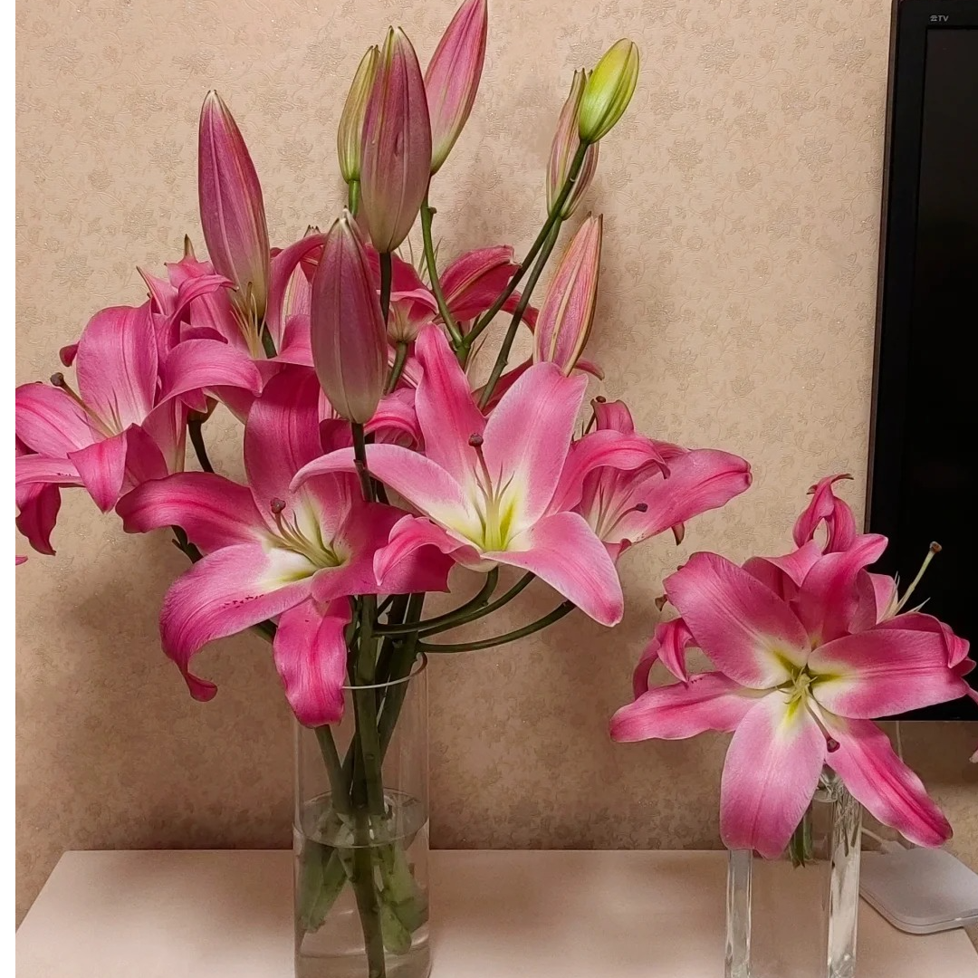 【两个老六卖花花】竞争百合 任意2单鲜花包邮 发货后不支持退款