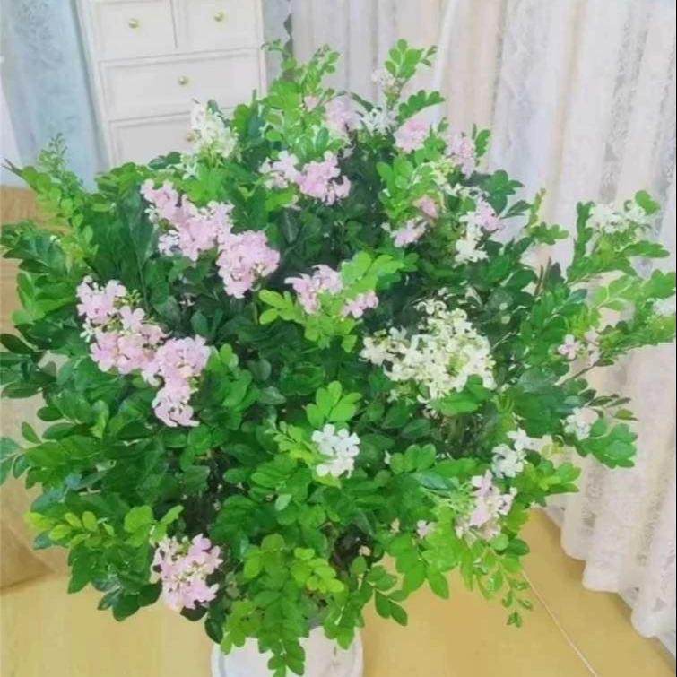 【送白色花盆50-60】九里香种植20天左右即可 四季开花植物