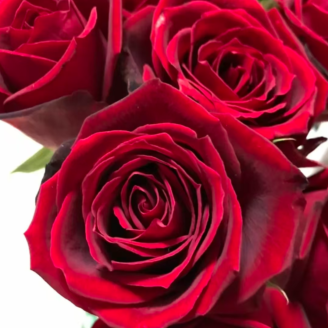 【禾韵享生活】玫昂红玫瑰现采 自有基地鲜花批发顺丰包邮次日达