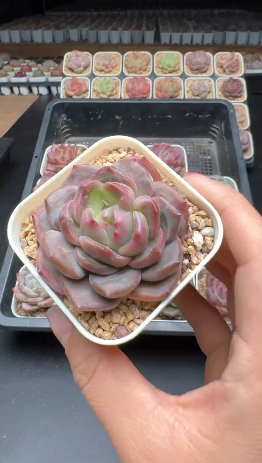 【闪购商品】164B物拍多肉带盆土6.5杯拍3颗包柚