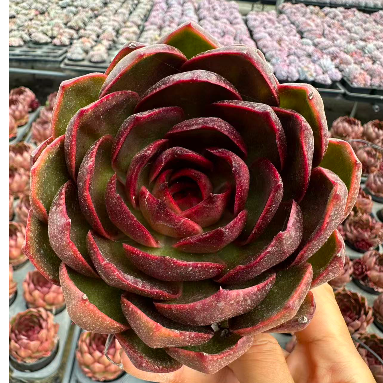 12#红灯多肉植物   前男友精品多肉
