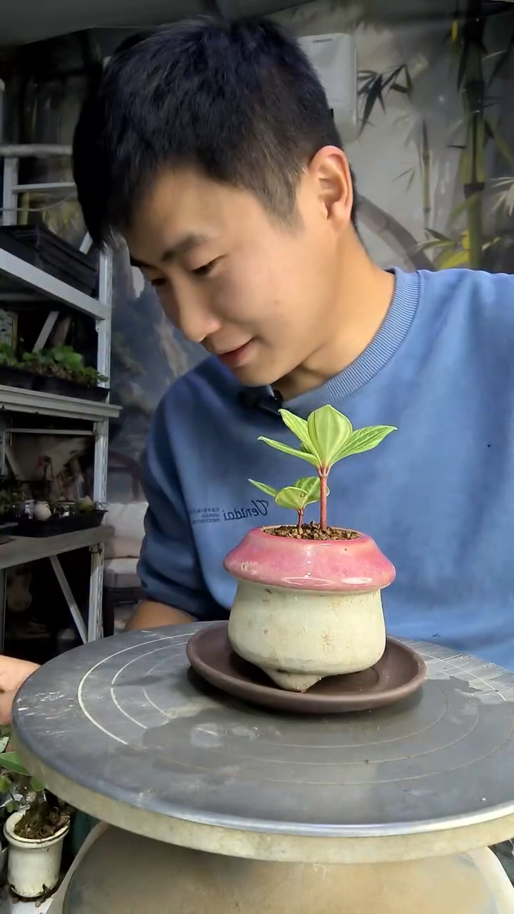 王**i中青园艺一物一拍299