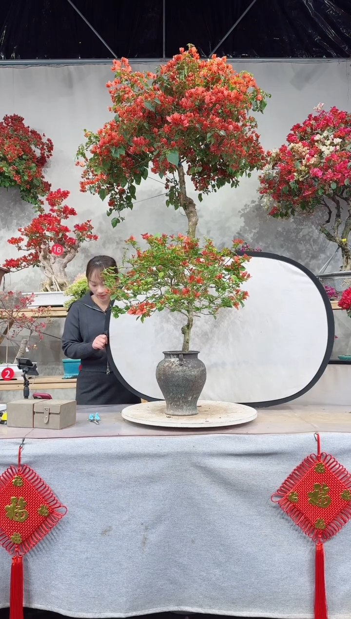 【闪购商品】盆景佩德罗