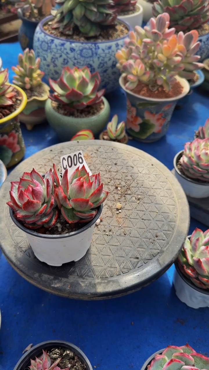 C006惊鸿仙子----（不包整）