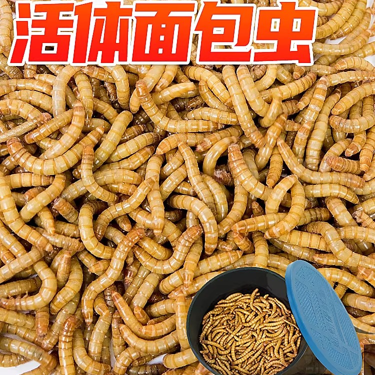 面包虫活虫鱼粮鲜活大麦黄粉玉米角蛙粮守宫蜥蜴螳螂壁虎龙鱼