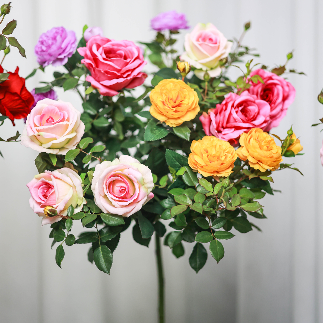 【五年大树】多色棒棒糖树桩月季地栽盆栽