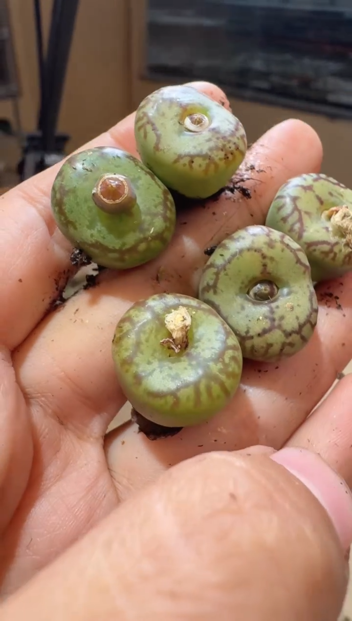 56多肉植物肉锥凤凰龙爪纹杂交一颗
