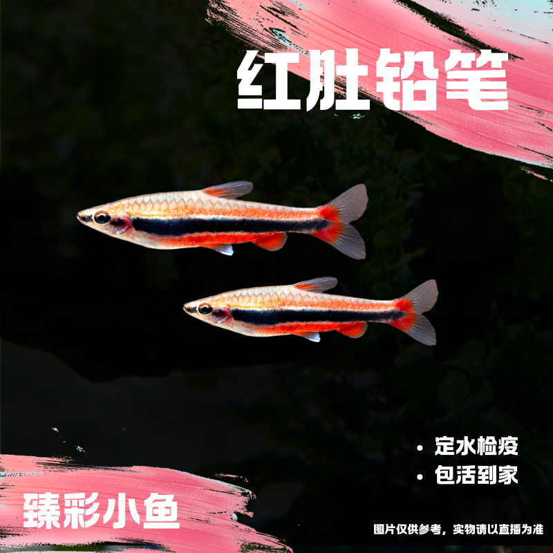【臻彩小鱼】红肚铅笔 小型观赏鱼热带鱼灯科鱼群游皮实好养耐活