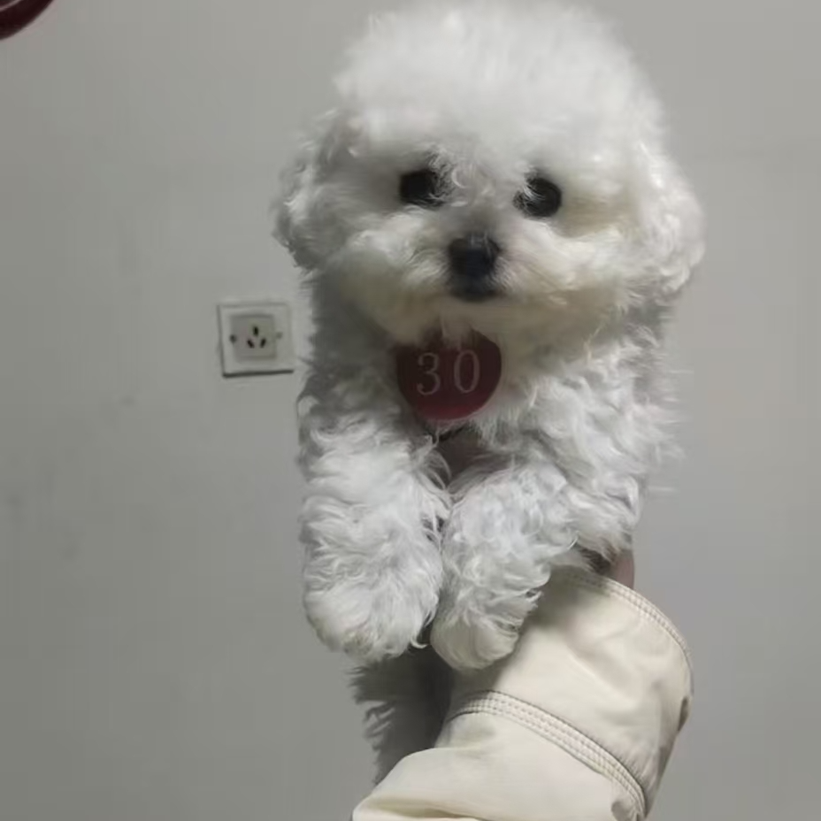 新（于姐比熊）狗狗活体