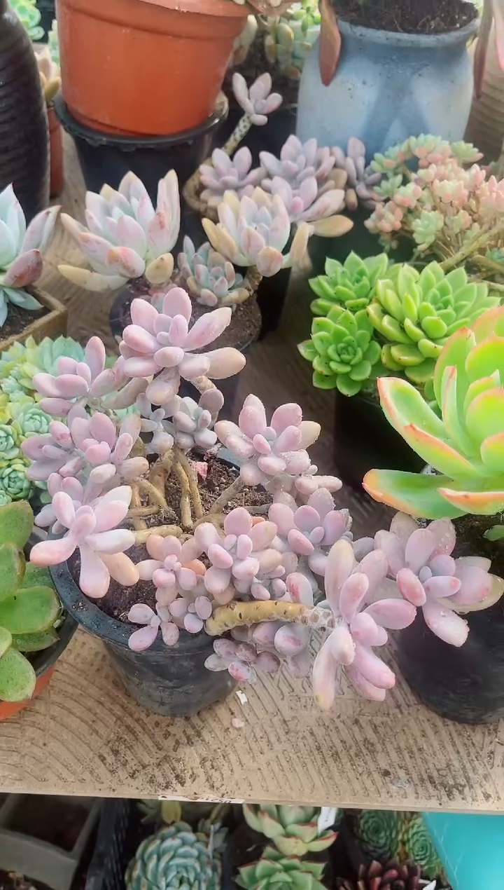 欣?多肉植物一物一拍05143