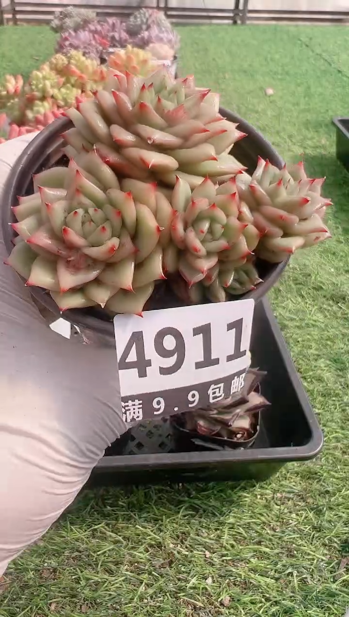 【闪购商品】信福多肉一物一拍