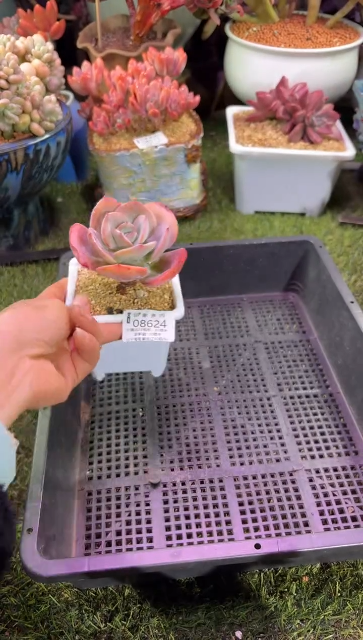 【闪购商品】08624