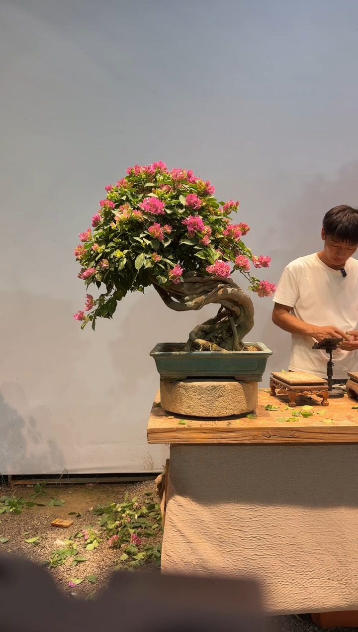 无花朵草****舒小叶紫21