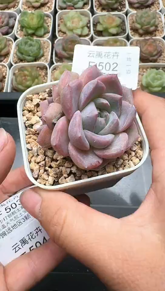 502F云禹多肉植物 默认脱土纸巾打包 3颗包邮