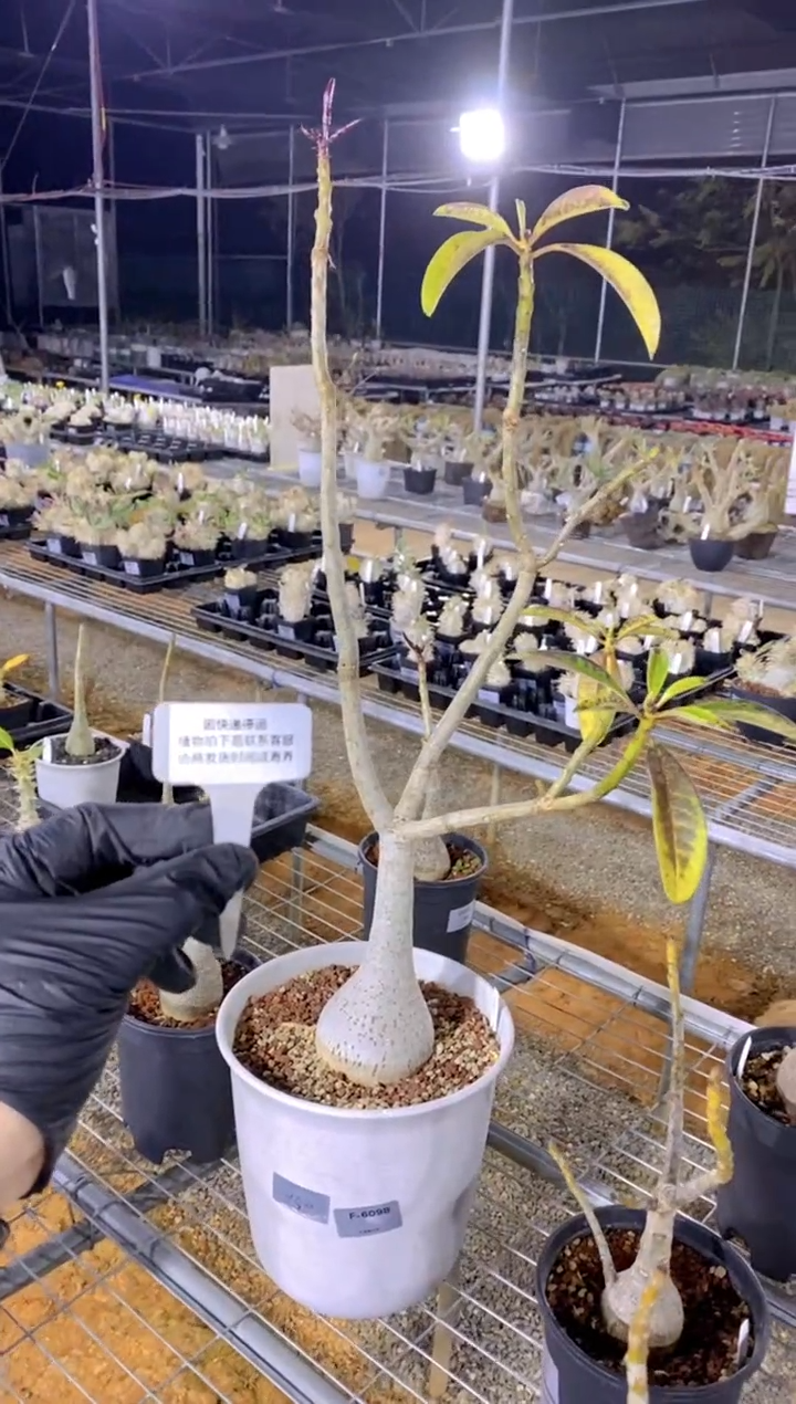 【闪购商品】迪氏棒槌FA-6098