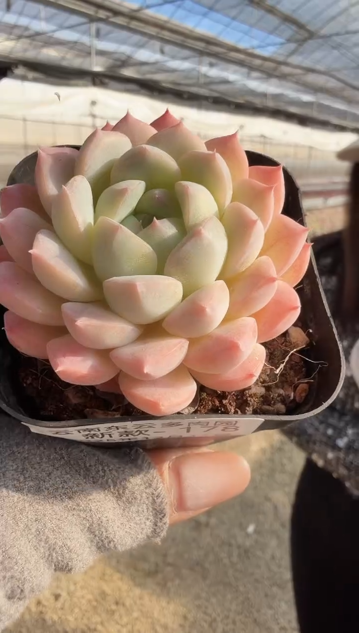 东云多肉园新款-178