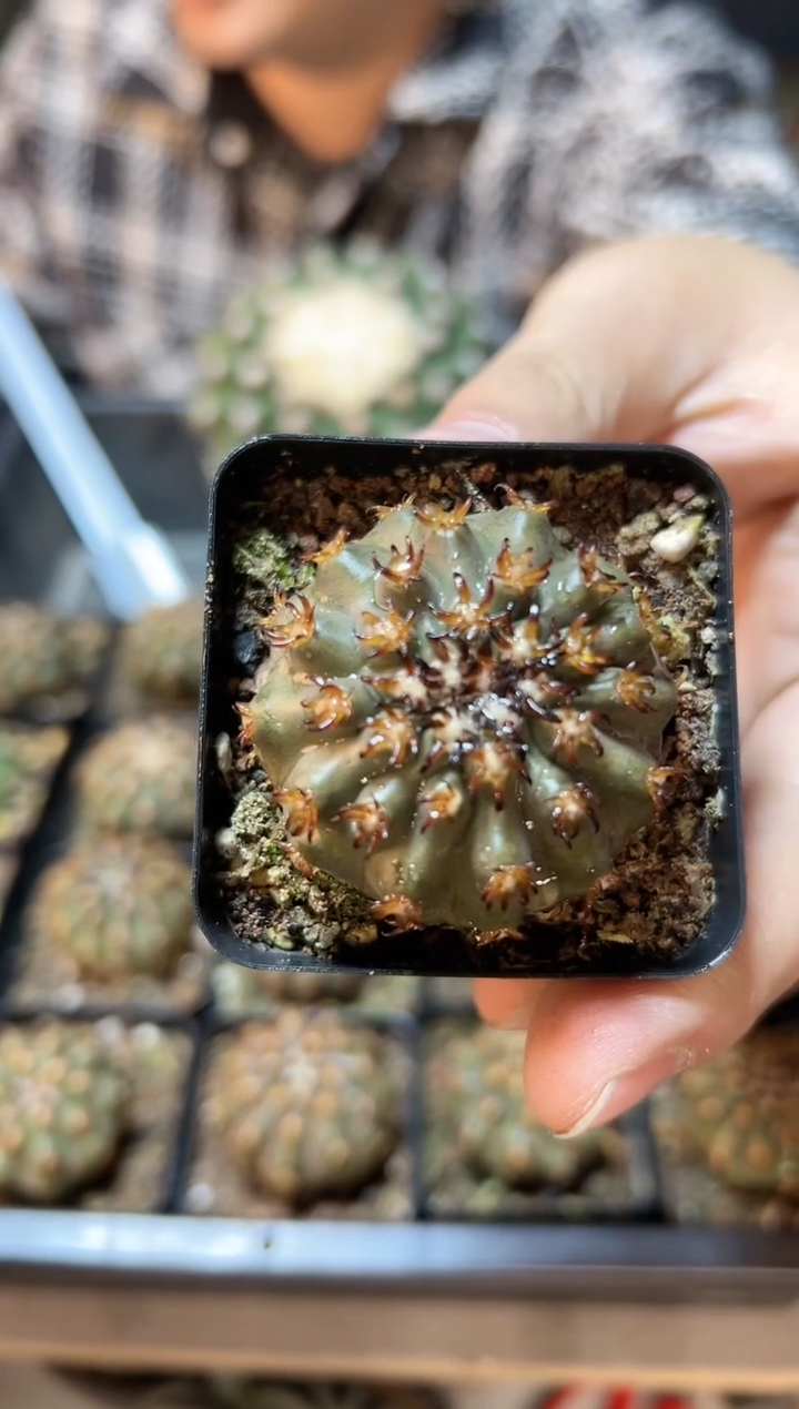 【闪购商品】实生猫爪圆盘玉3.8公分带盆