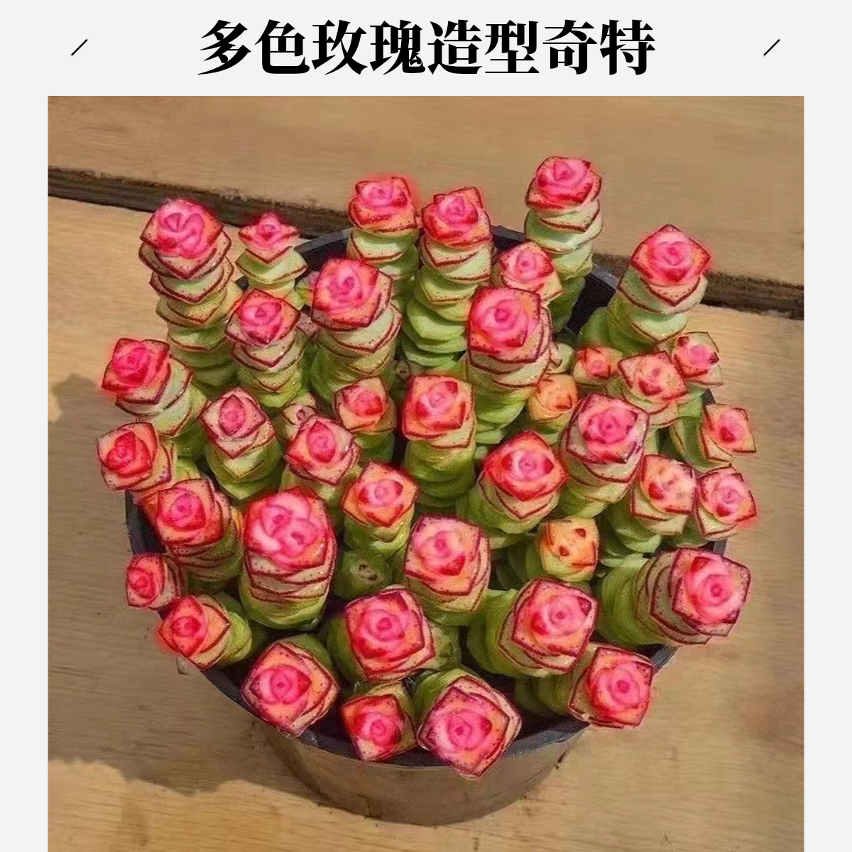 钱串多肉植物大盆【满15包邮】