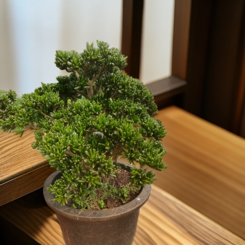 6年吸财树 老桩多肉皮实好养适合室内外种植四季可养护