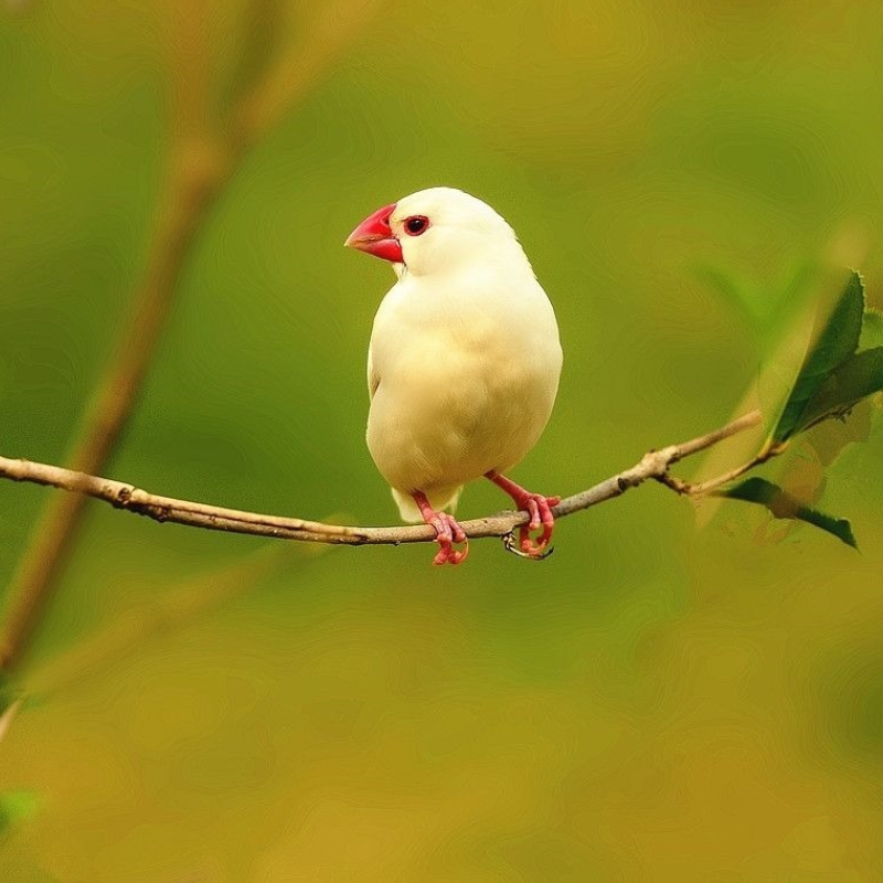 虎皮牡丹玄凤文鸟活体。拍单链接
