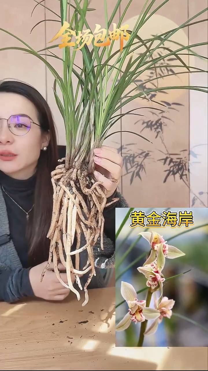 当前无花栽培后可以开花：黄金海岸