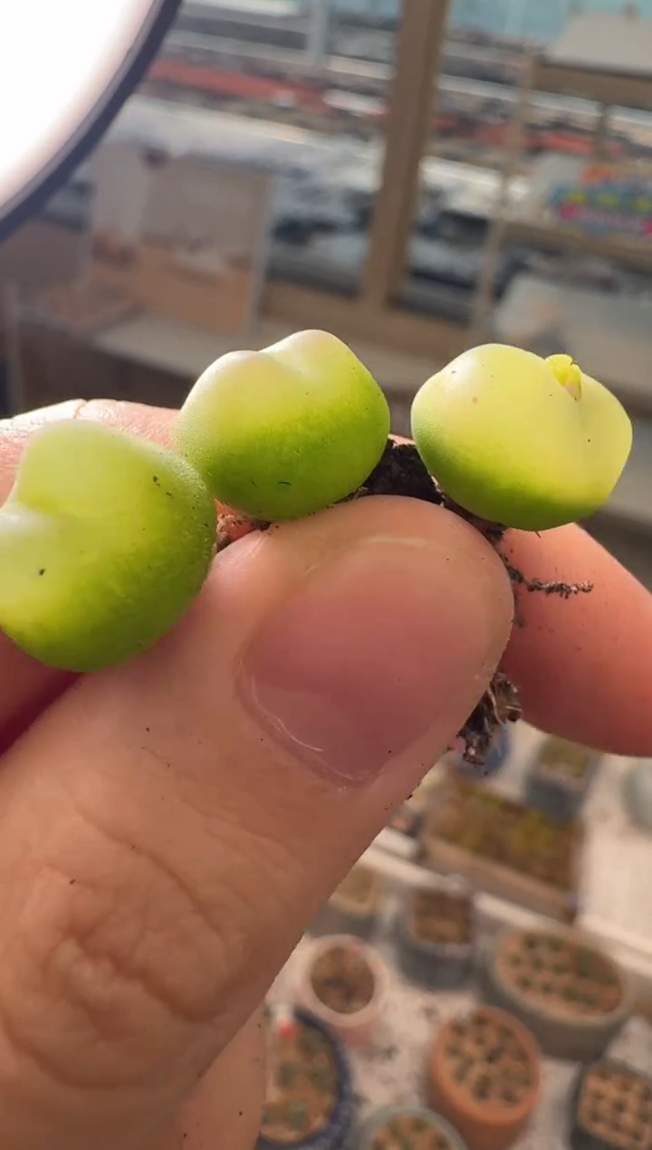 29-60多肉植物肉锥拉登一颗