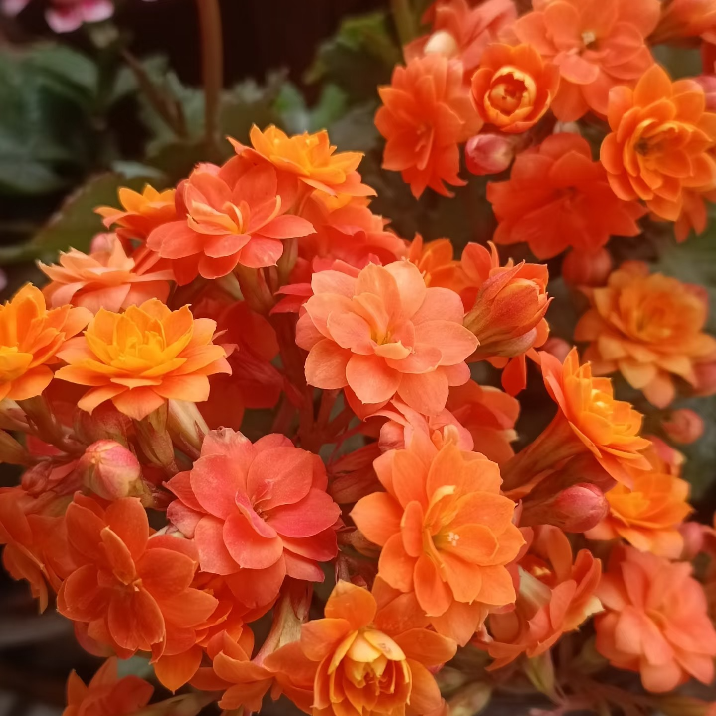 【长寿花】新手易养好爆花耐高温耐冻室内外盆栽云南基地直发