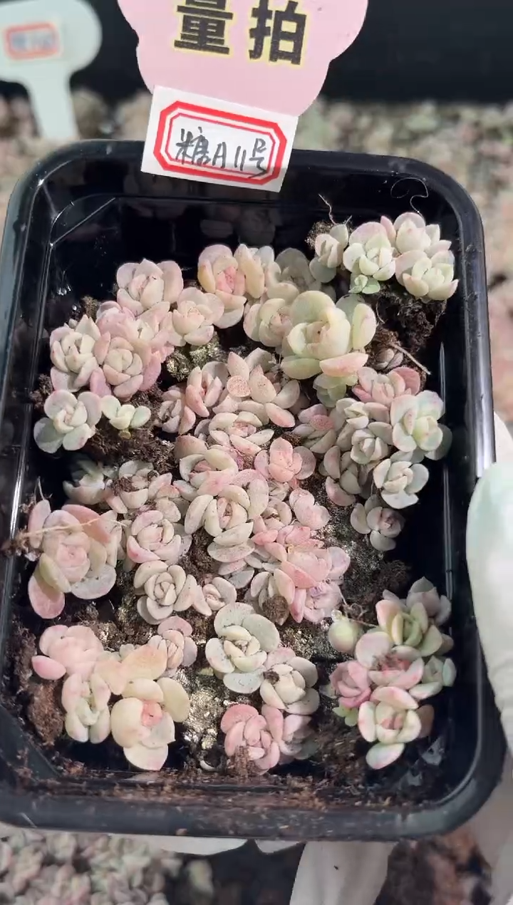 糖A11号切糕1盒 量拍多肉植物